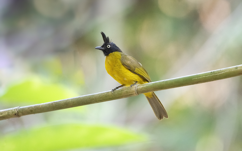 Black-crested Bulbul (Rubigula flaviventris) at Cat Tien Bird Hides - Southern Vietnam. Photo by: Phuc Le - Vietnam Bird Photography Tours - Vietbirdphototours.com